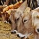 If Cow Slaughter Is Stopped, All Problems On Earth Will Be Solved: Gujarat Court