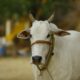 "AWBI Withdraws Request for Celebrating 'Cow Hug Day' on Valentine's Day"