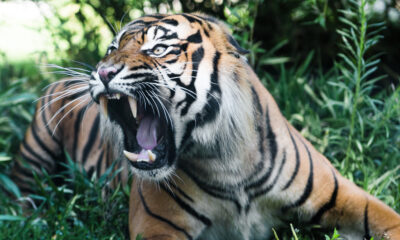 Tribal Death in Kodagu Due to Tiger Attack Sparks Concern