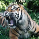 Tribal Death in Kodagu Due to Tiger Attack Sparks Concern