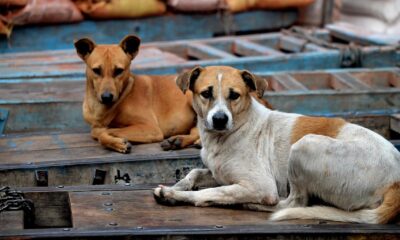 Two Brothers Mauled to Death by Stray Dogs in South Delhi's Vasant Kunj