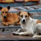 Two Brothers Mauled to Death by Stray Dogs in South Delhi's Vasant Kunj