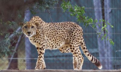 Tragic Incident at Kuno National Park: Third Cheetah Dies During Mating Interaction