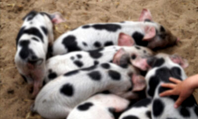 Plight of Korama SC Community: Disease Wipes Out Indigenous Pig Breed
