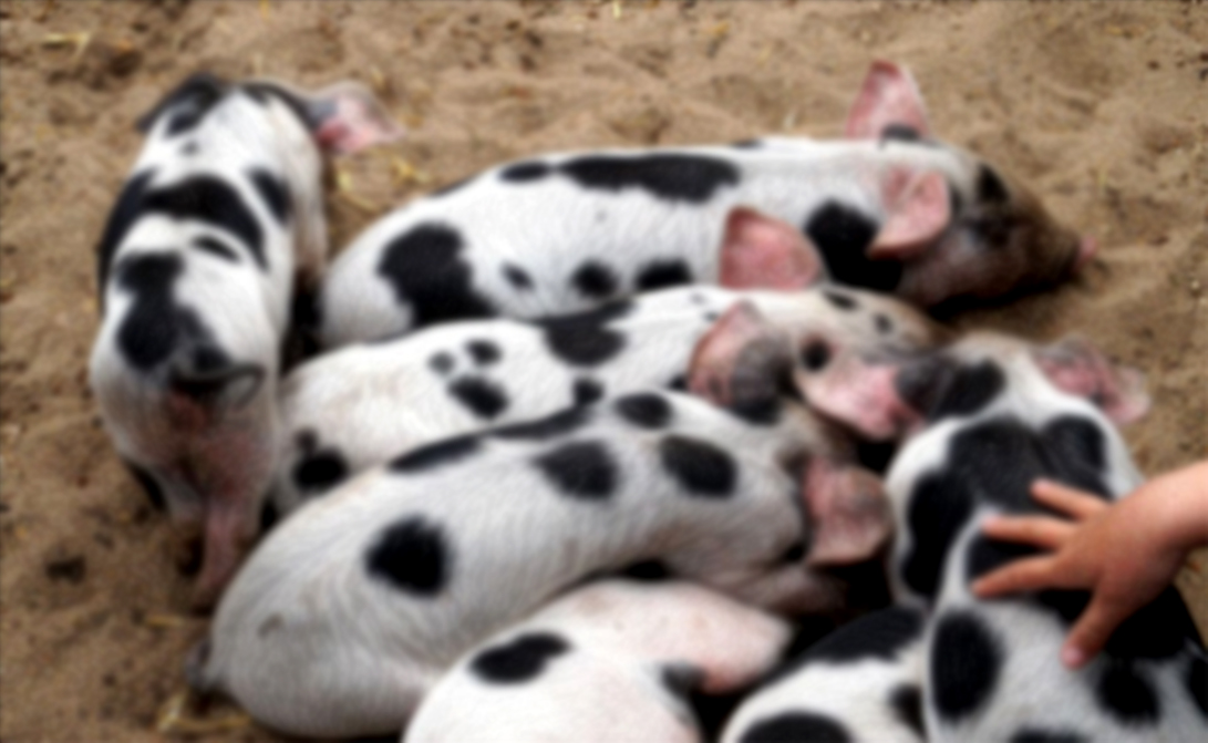 Plight of Korama SC Community: Disease Wipes Out Indigenous Pig Breed