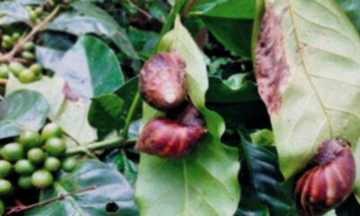 Monsoon arrival: Kodagu coffee estates attacked by giant African snail worm!