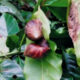 Monsoon arrival: Kodagu coffee estates attacked by giant African snail worm!