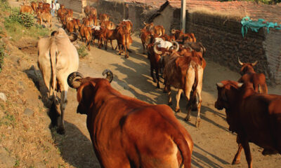 Possessing and Transporting Cattle Within UP Not a Violation of Cow Slaughter Act: Allahabad High Court