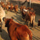 Possessing and Transporting Cattle Within UP Not a Violation of Cow Slaughter Act: Allahabad High Court