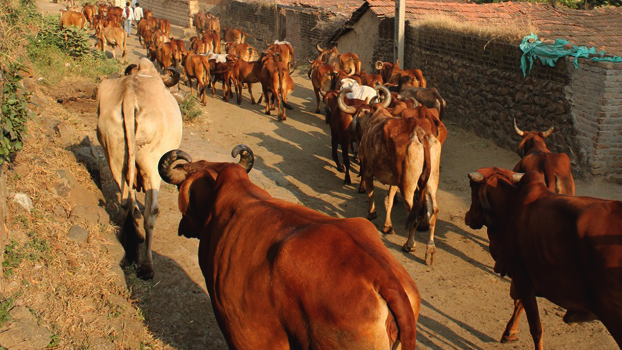 Possessing and Transporting Cattle Within UP Not a Violation of Cow Slaughter Act: Allahabad High Court