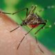 Dengue cases rise in country, Mandaviya holds review meeting