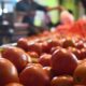Tomato: Wholesale Prices Plummet to Rs 40 per kg in Madanapalle