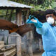 Nipah Virus in Bats: Kerala Health Minister Cites ICMR Study
