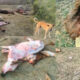 Illegal activities exposed in UP's biggest cow shelter!
