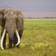 Farmer Killed in Elephant Attack: Elephant Menace in Kodagu