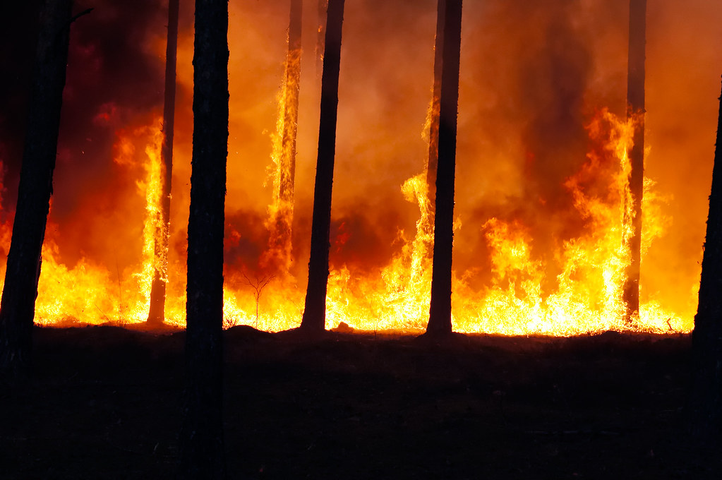 Karnataka Fire Brigade clarifies Kadugodi forest fire incident