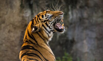 Tiger Attack in Chamarajanagar: Farmer Injured, Youth Escapes