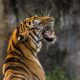 Tiger Attack in Chamarajanagar: Farmer Injured, Youth Escapes