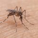 Dengue Outbreak in Udupi: 47 Cases Reported