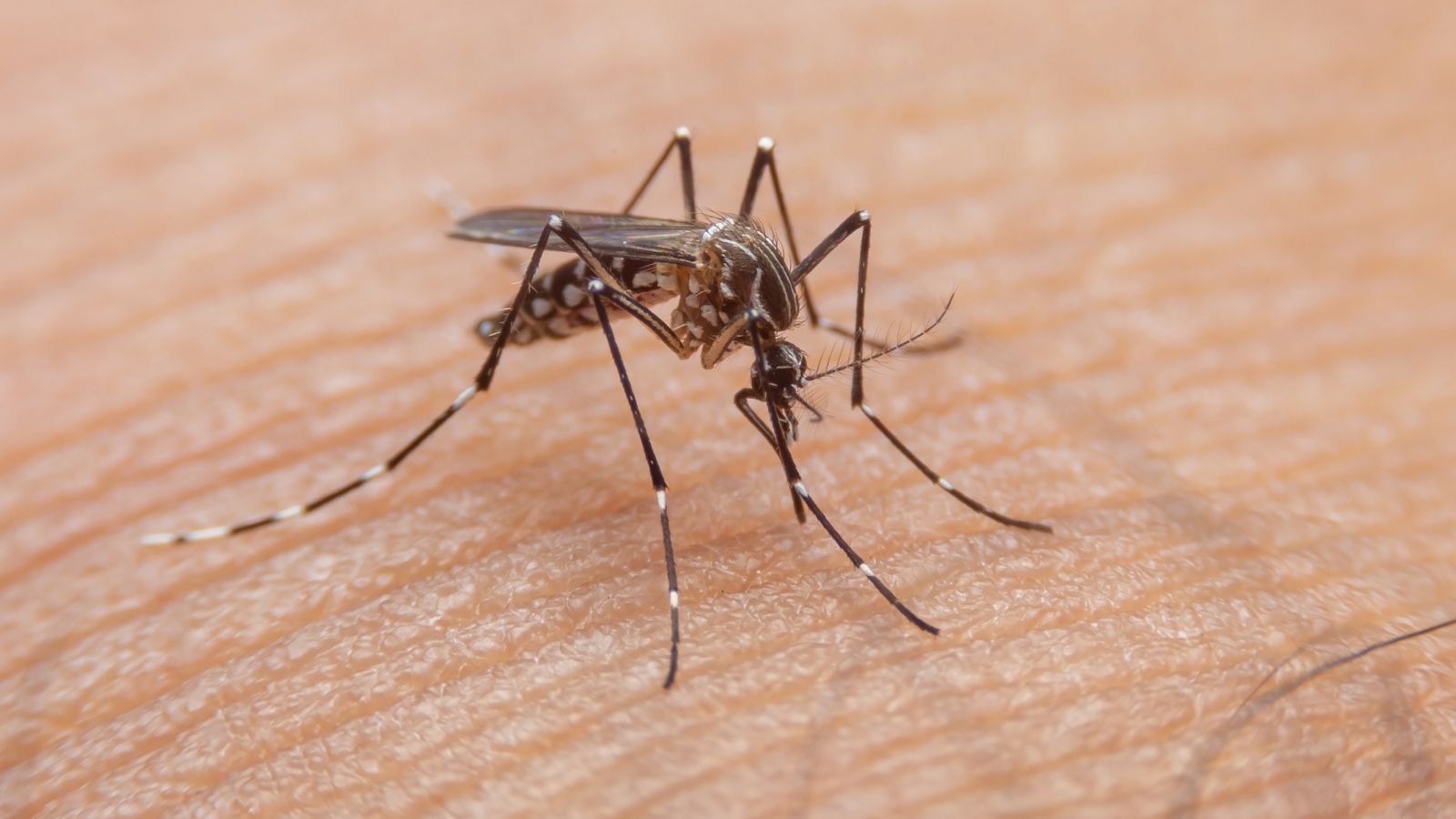 Dengue Outbreak in Udupi: 47 Cases Reported