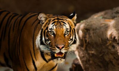 Tribal Woman, 48, Killed by Tiger Near Bandipur Tiger Reserve in Mysuru