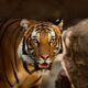 Tribal Woman, 48, Killed by Tiger Near Bandipur Tiger Reserve in Mysuru